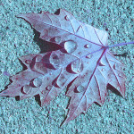 Leaf Photo Art by TVS