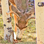 Foothills Deer Photo Art by TVS